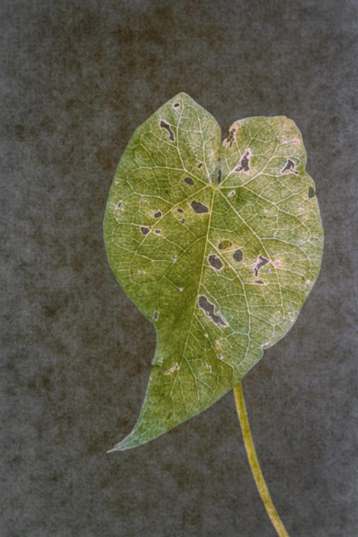 Deteriorating Leaf