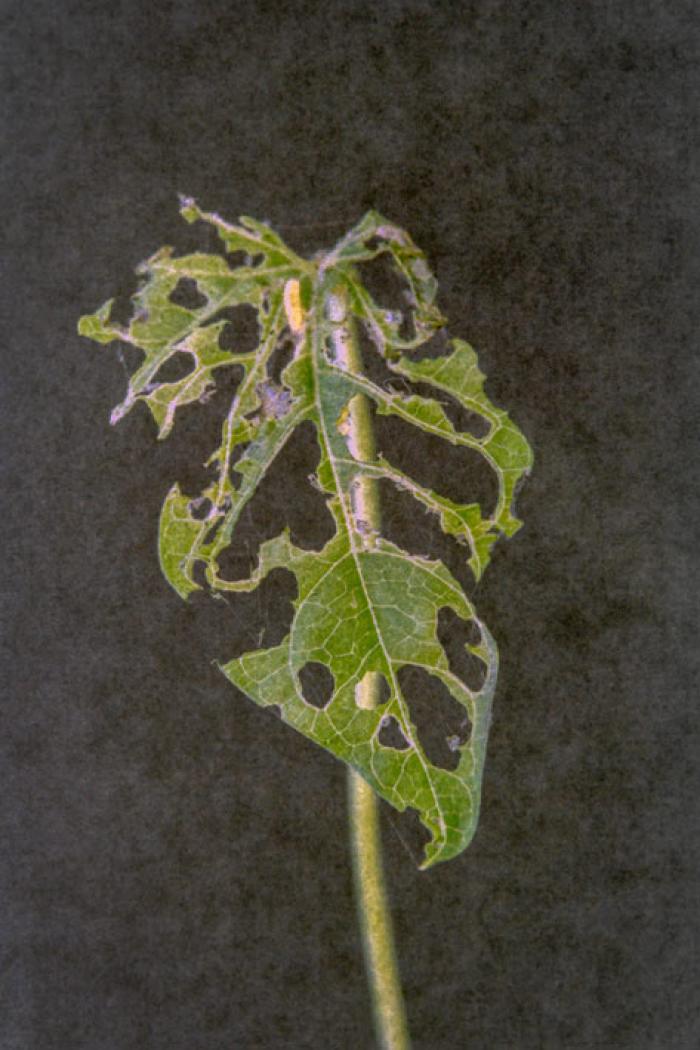 Devoured Leaf