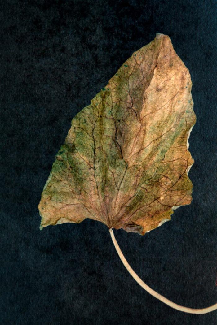Withering Leaf on a black textured background