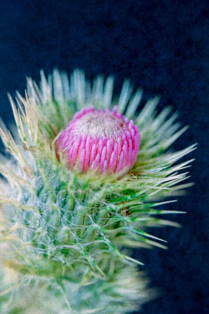 Wild Thistle on a blue textured background