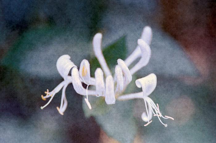 White Honeysuckle bursting out of the shadows