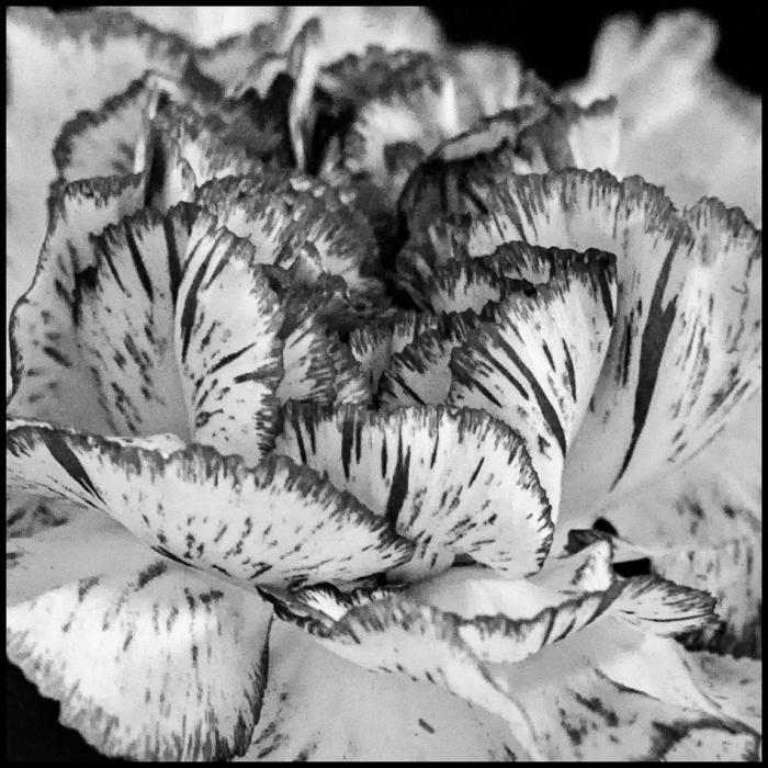 Carnation abstract