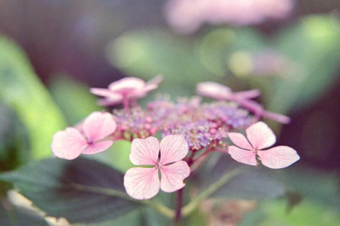Soft and delicate Hydrangea Macrophylla 'Ayesha's'