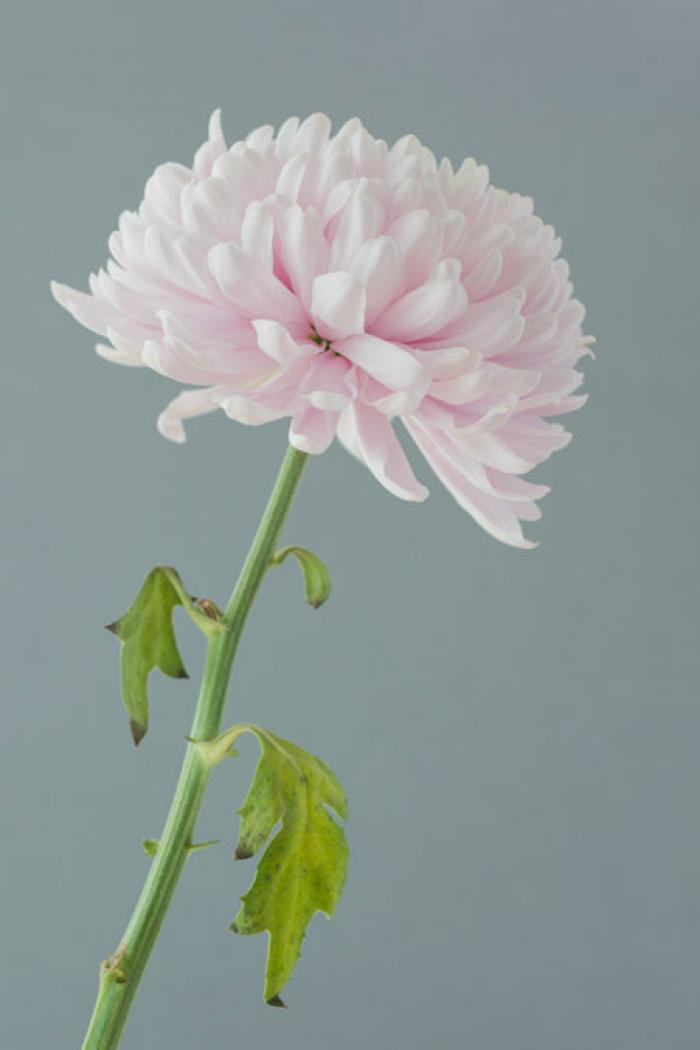Pale pink Chrysanthemum on a grey background
