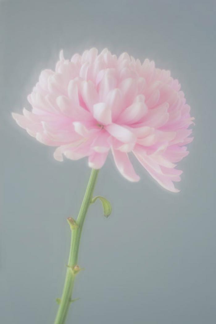 Soft and delicate pink Chrysanthemum on a grey background