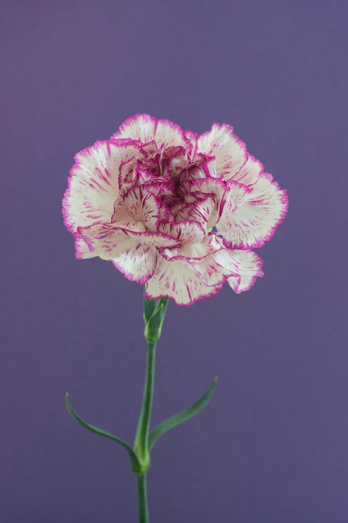 Purple and White Carnation on a lilac background