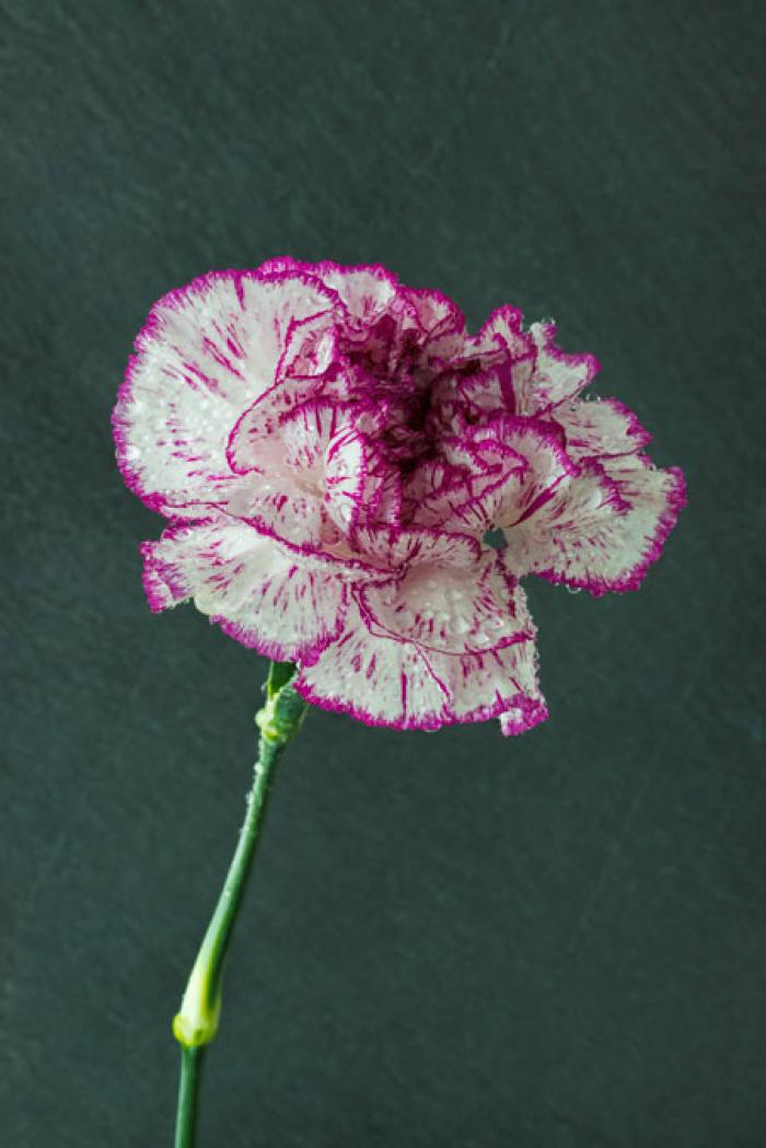 Sprayed Purple and White Carnation on a slate background