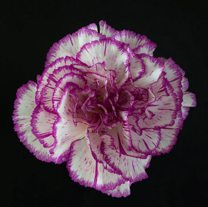 Purple and White Carnation on a black background