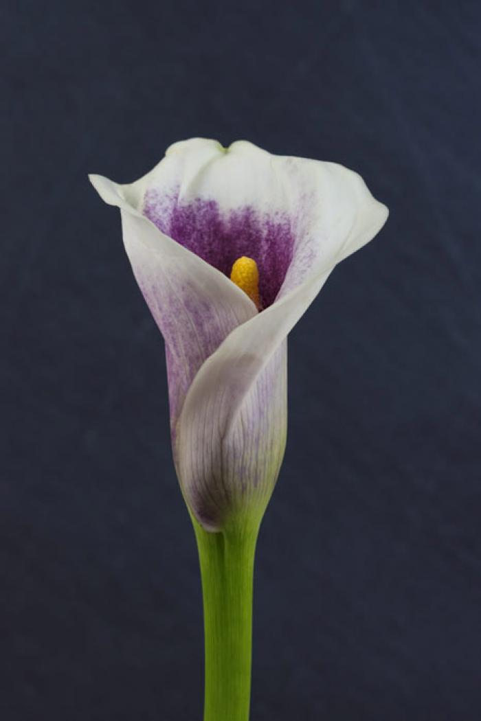 Purple and White Calla Lily on a slate background