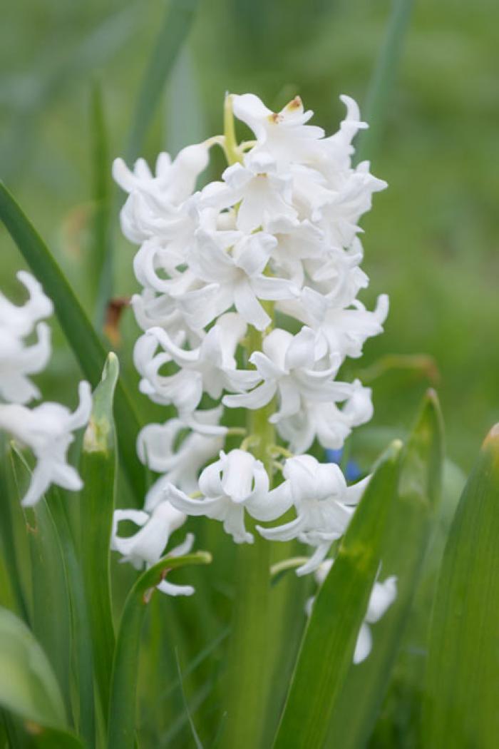 White Hyacinth