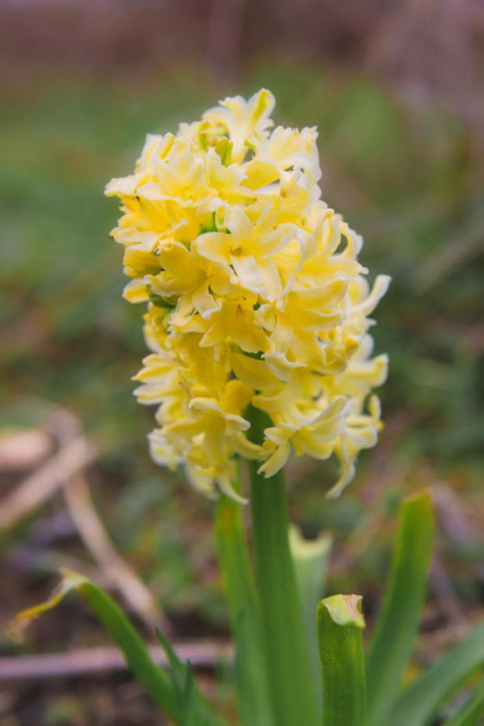 Yellow Hyacinth