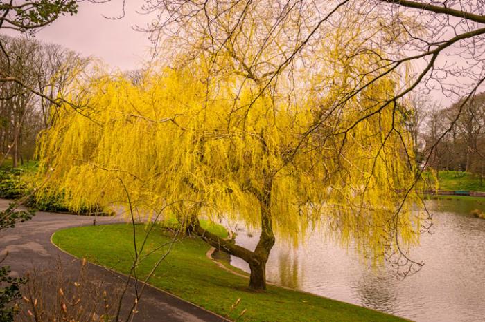 Golden Tabebuia Tree, Hesketh Park, Southport