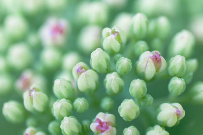 Abstract Stonecrop Buds