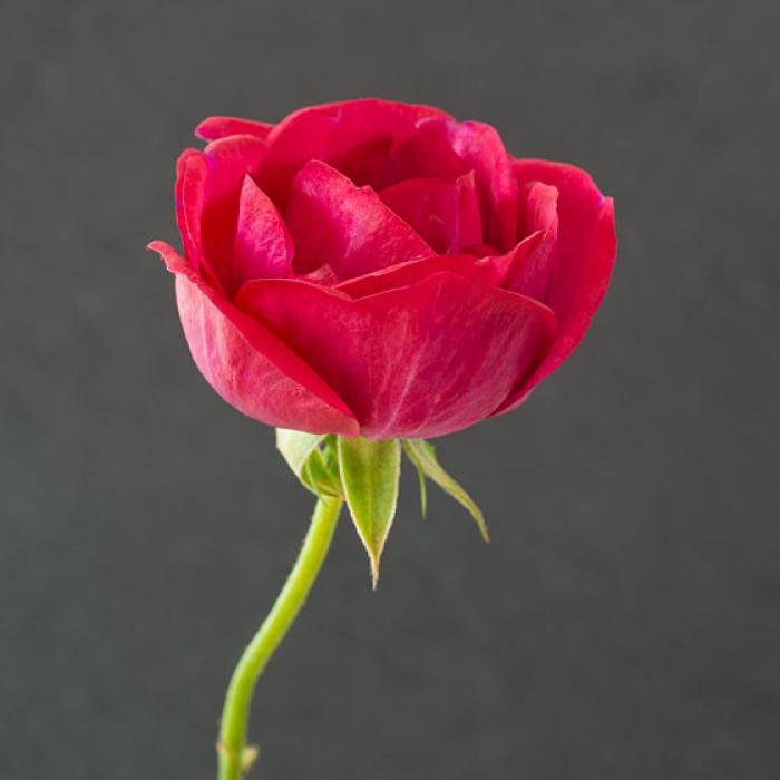 Small Red Rose on a slate background