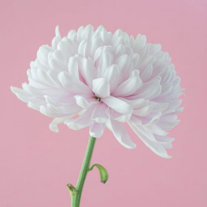 Pale pink Chrysanthemum on a pink background