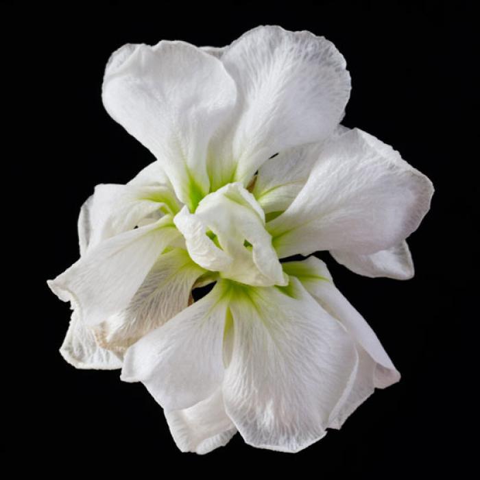 Single White Matthiola bloom on a black background
