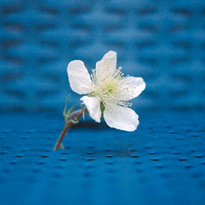White spring blossom on a blue rattan background