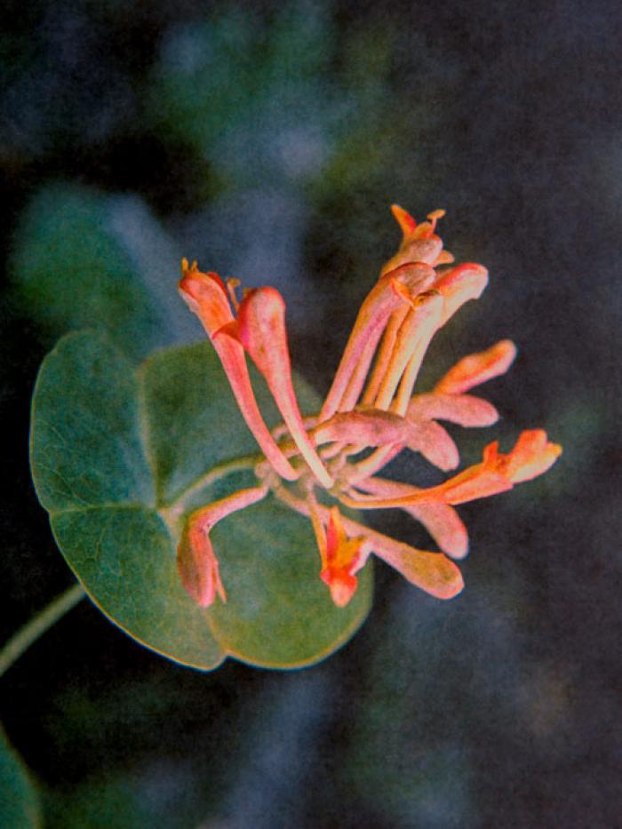 Coral Honeysuckle catching the early light