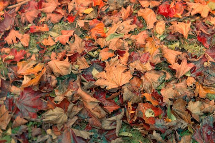 Autumn's carpet