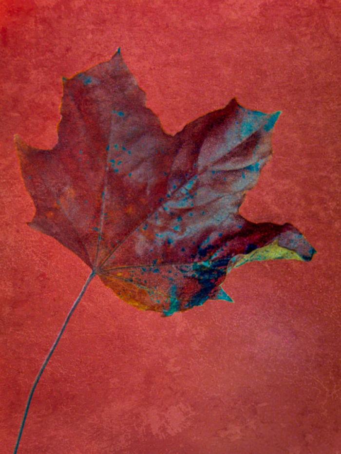 Decaying autumn leaf on a textured background