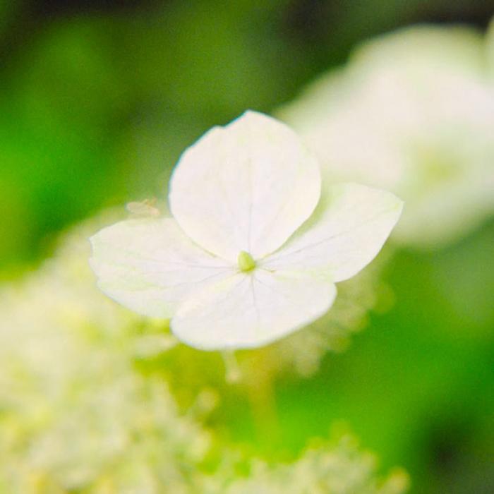 White Hydrangea â€˜Macrophyllaâ€™ Petal, basking in the spring sun