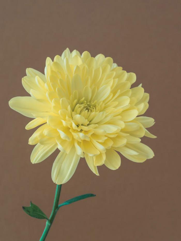 Yellow Chrysanthemum on a light brown background