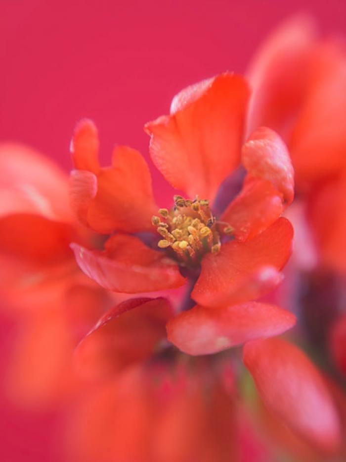 Red Blossom on a magenta background