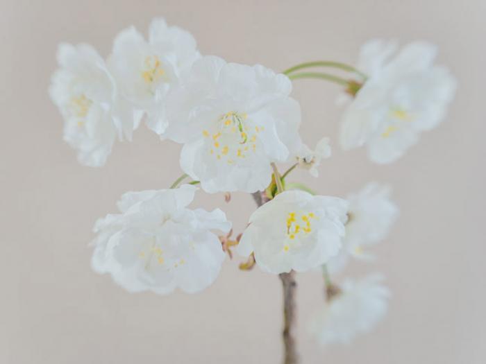 Soft White Spring Blossom Cluster on a beige background