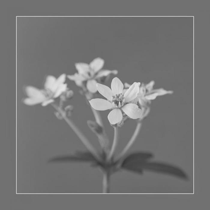 White Spring Blossom on a grey background