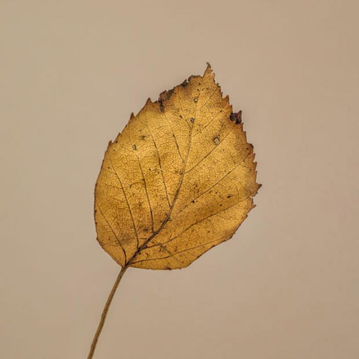 Golden Autumn Leaf on a beige background