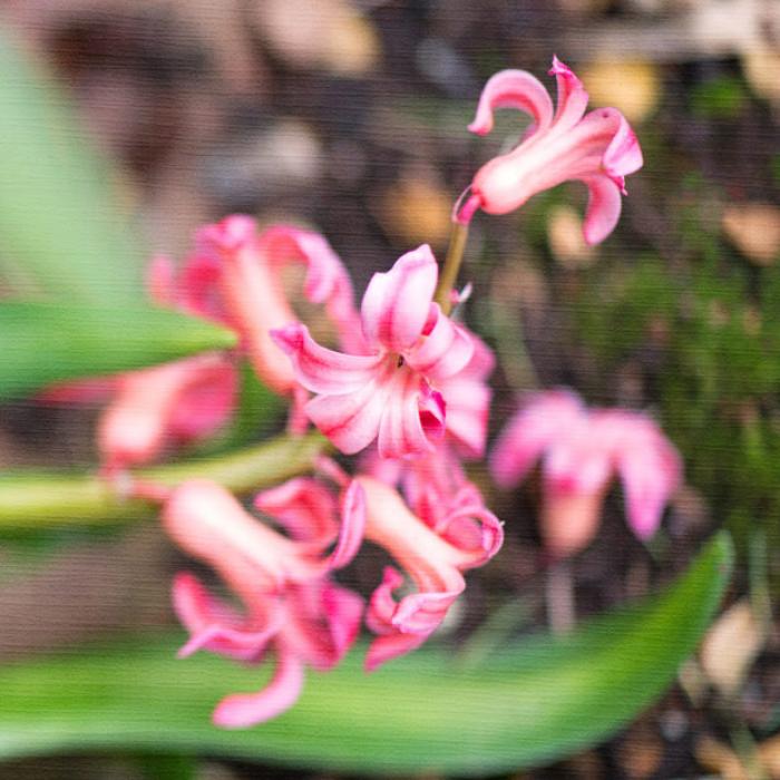 Pink Hyacinth cluster on a texture