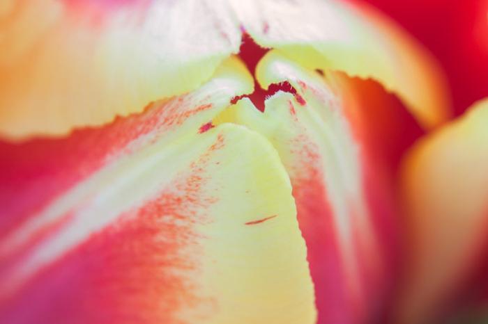Abstract Tulip