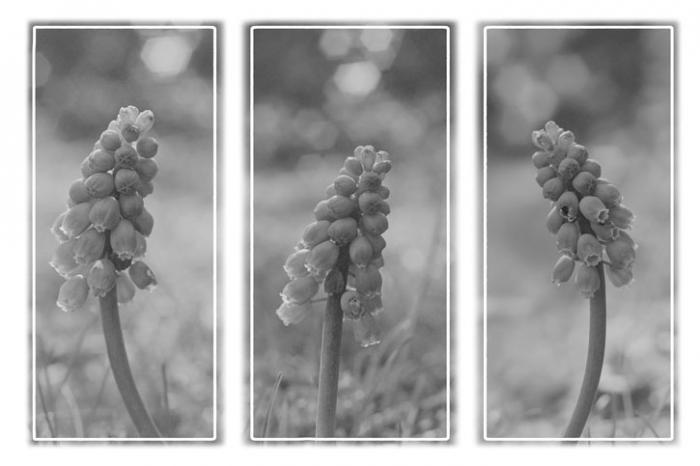 Grape Hyacinths (Triptych)