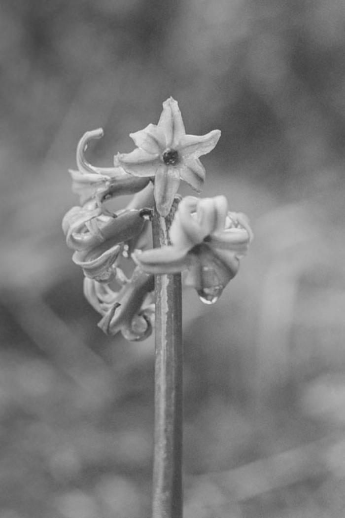 Hyacinth after a rain shower