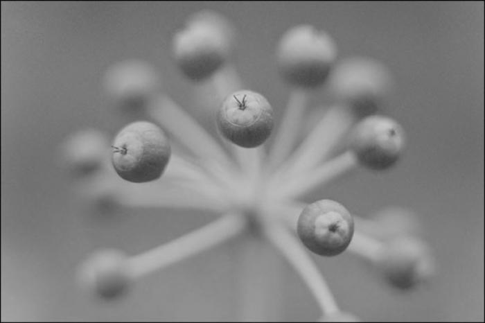 Abstract Fatsia Japonica Buds