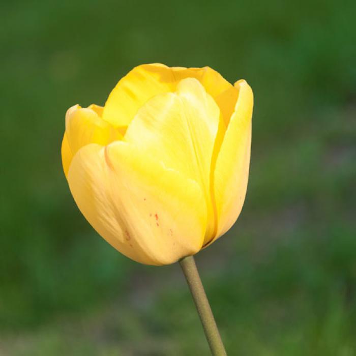 Yellow Tulip in the soft spring light