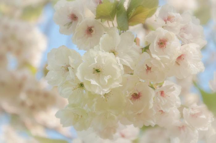 Beautiful white blossoms in the soft spring light