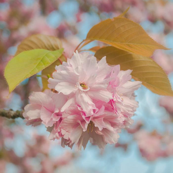 Pink Blossom cluster