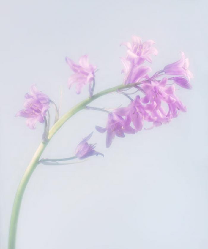 Lilac Bluebell spray on a pale blue background