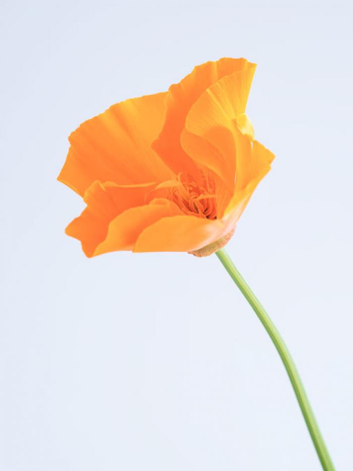 Orange Poppy on a white background