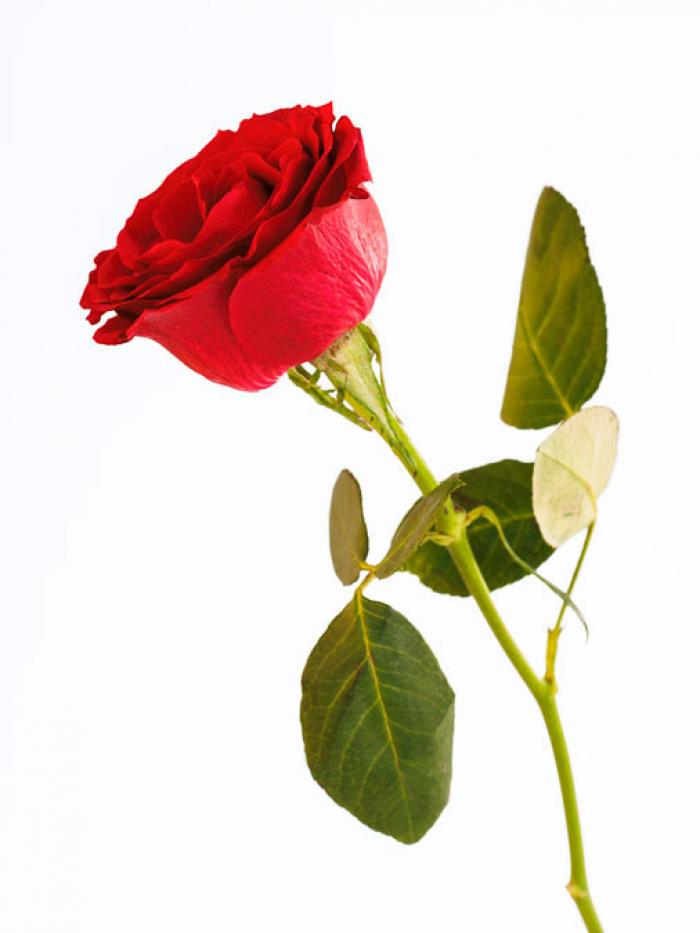 Red Rose on a white background